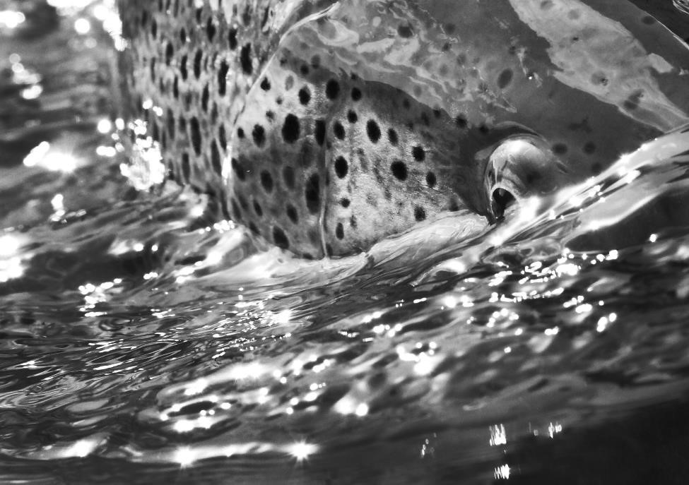 brown trout bitterroot