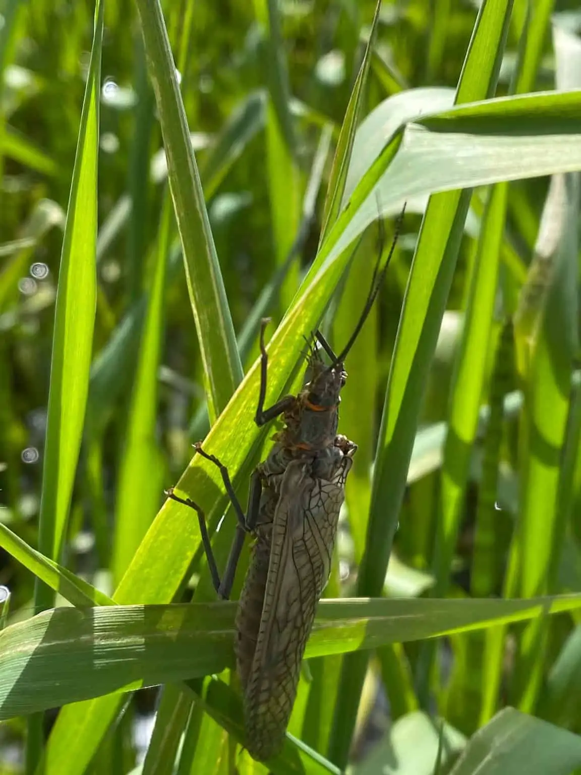 Missouri River Salmon Fly Salmonfly